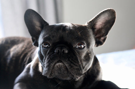 Incurable Canine Atopic Dermatitis (Allergies)