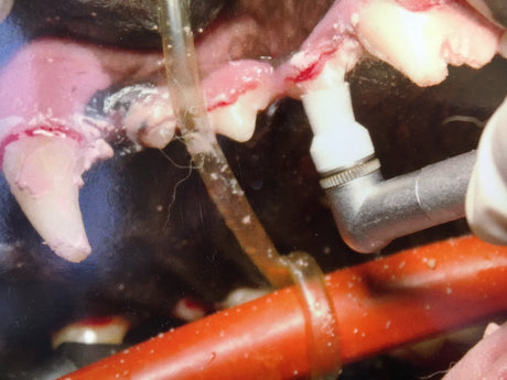 Dental Care for Pets