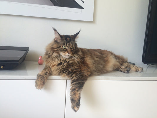 Five Genetic Diseases of Maine Coon Cats