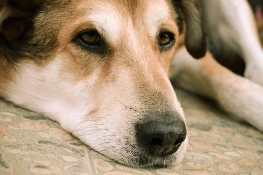 Mold: The Silent Home Toxin Sickening Your Dog