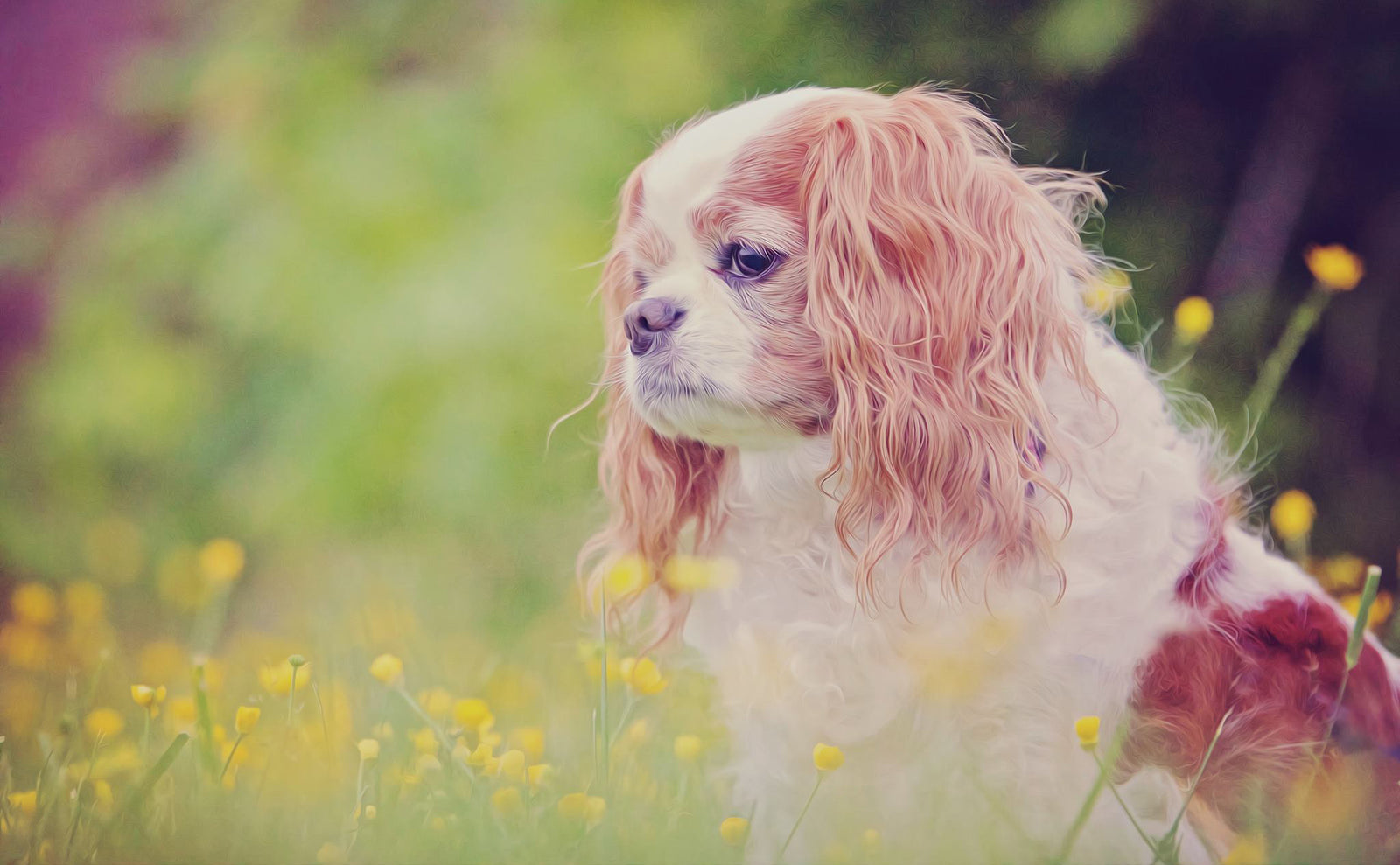 Creating a Fun, Pet-Safe Yard