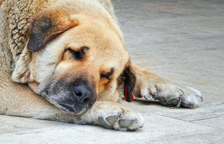 Diagnosing and Treating Pyometra