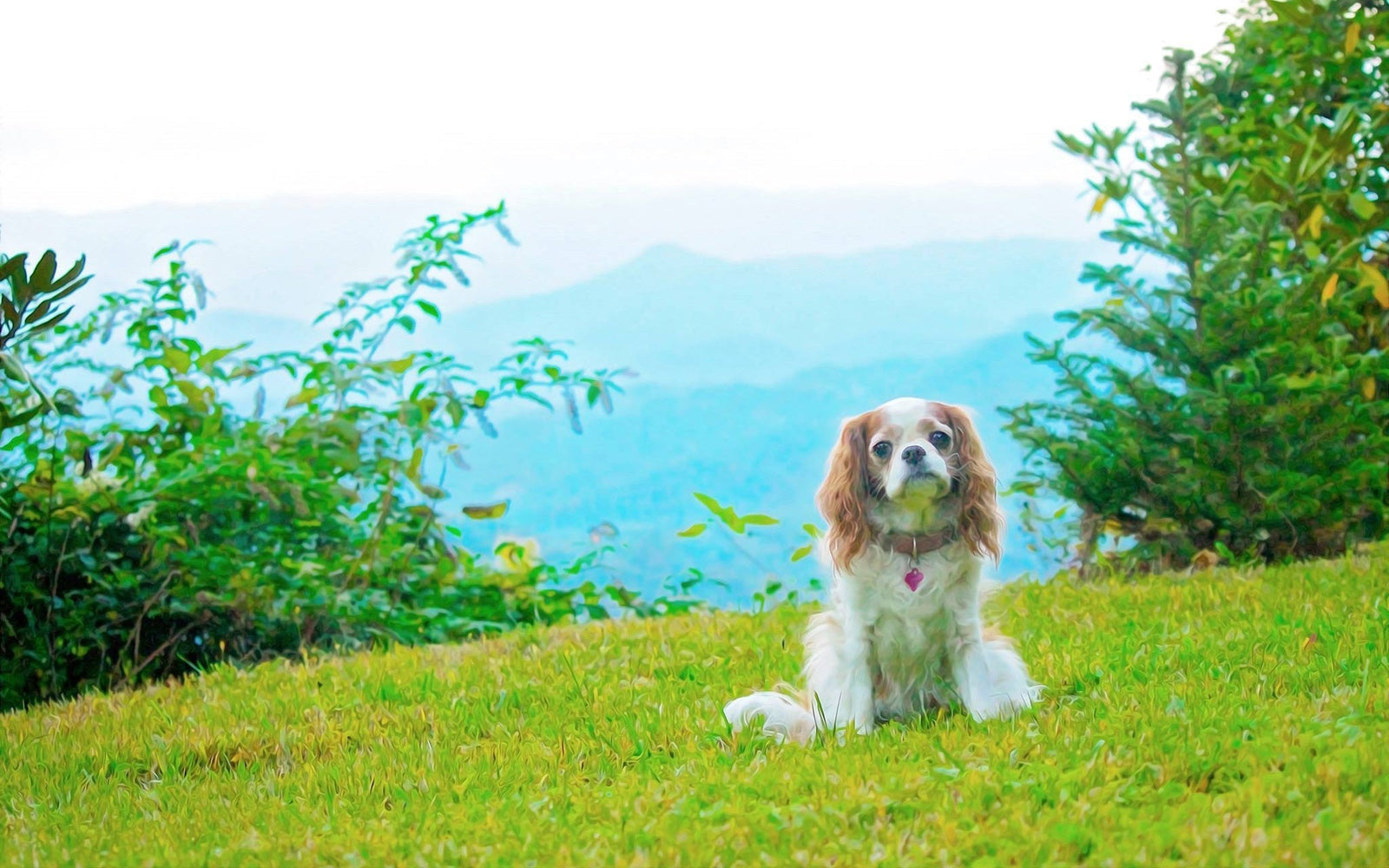Not Every Tick Carries Disease