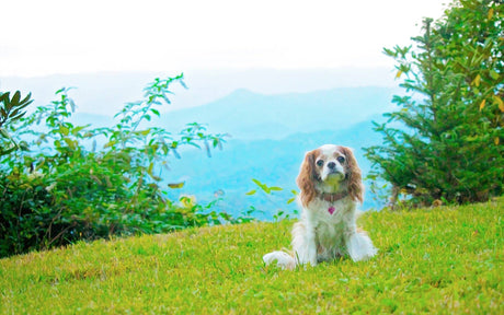 Not Every Tick Carries Disease