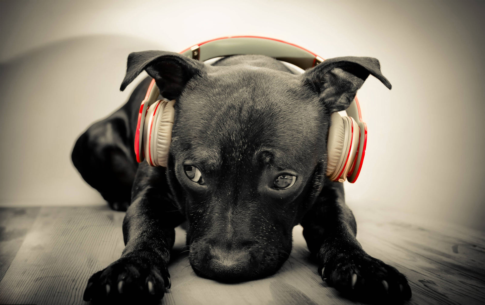 New Noise Aversion Drug Could Be Dangerous