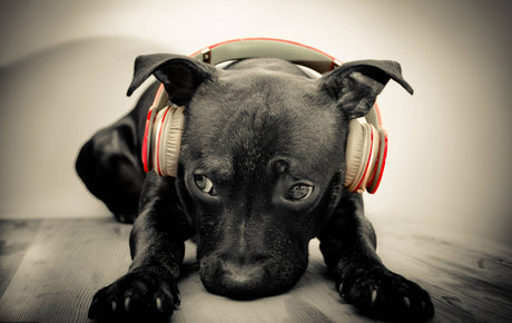Sileo- New Noise Aversion Drug Could Be Dangerous