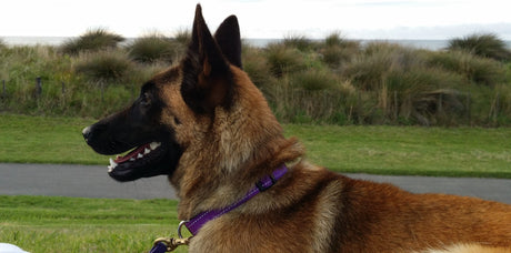 Dealing With A Biting Dog: What Every Pet Owner Should Know