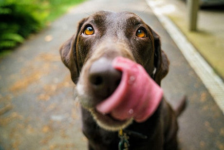 7 Health Benefits of Goat's Milk for Dogs and Cats
