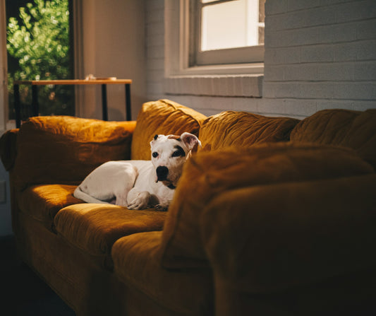 Incorporating Pet-Friendly, Sustainable Ideas Into Your Interior Design