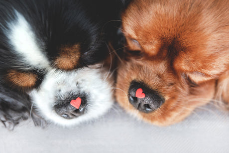 Diagnosing and Treating Heart Disease in Dogs and Cats