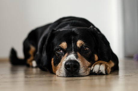 Hemangiosarcoma in Dogs