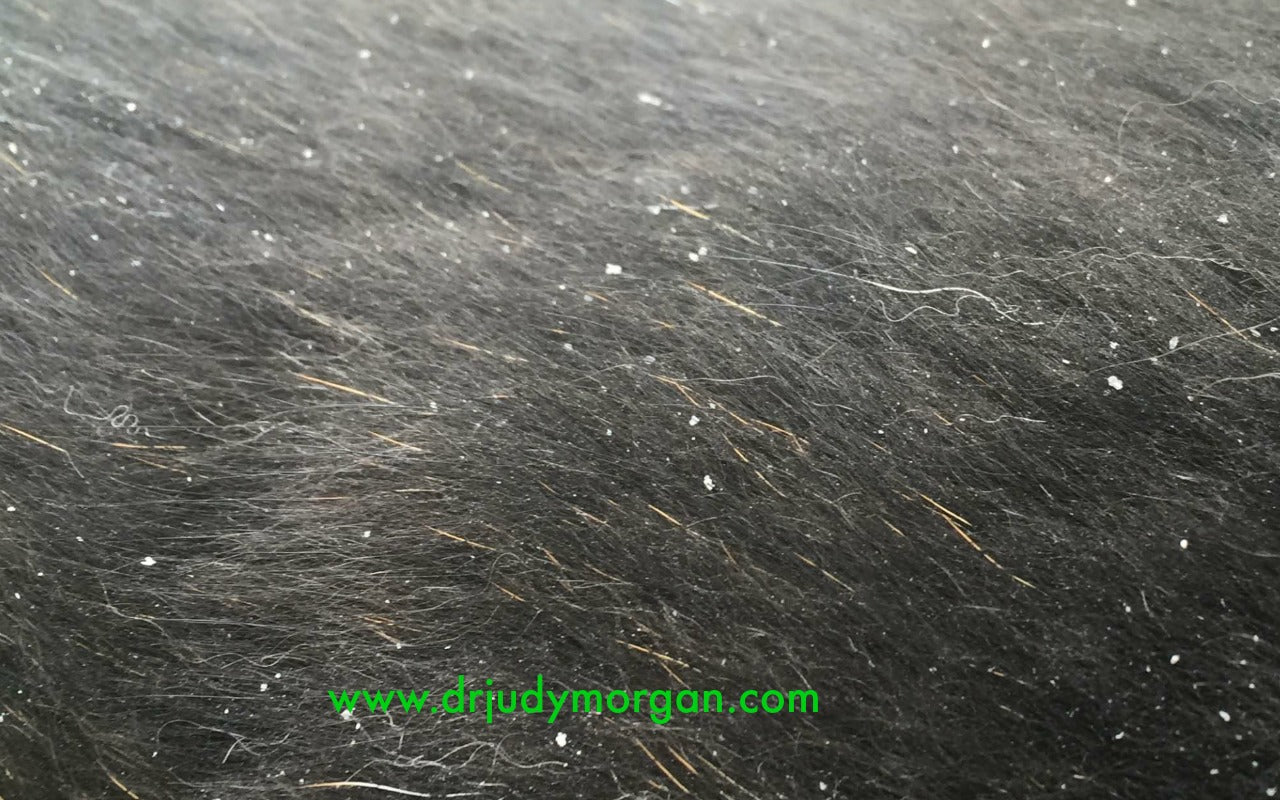 Got Dry Skin? How to Support Wintertime Scratching