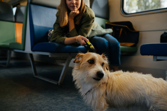 Tips for Traveling Safely with Your Pets Part 1: “Are We There Yet? - The Journey”