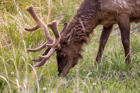 Benefits of Elk Velvet Antler