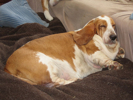 Fat Cats and Chubby Puppies