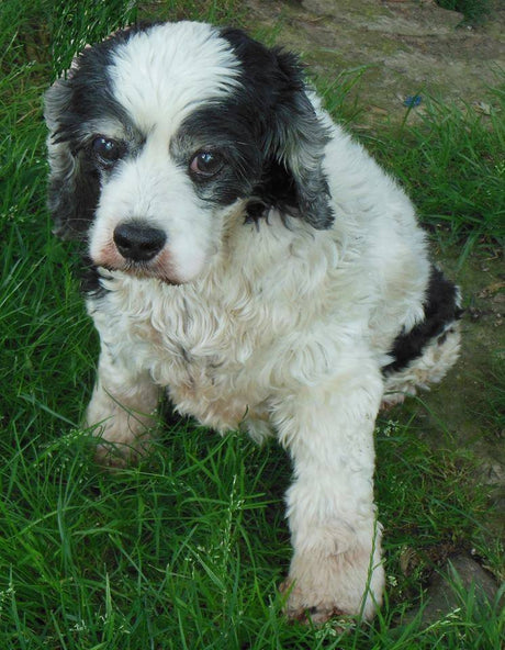 Senior Dogs Require Extra Support
