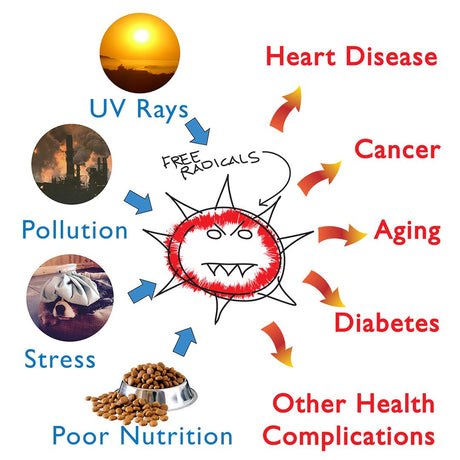 Anti-oxidants: Why Do They Matter?