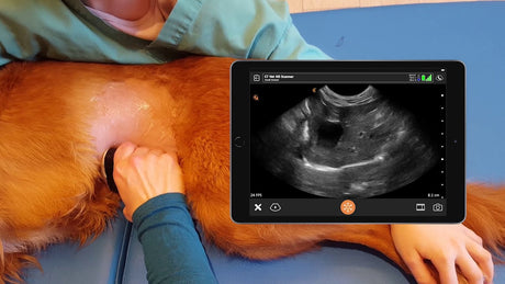 Gallbladder Disease in Dogs and Cats