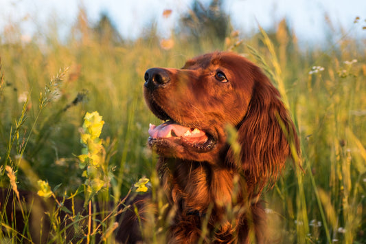 The Importance of Vitamin D for Pets