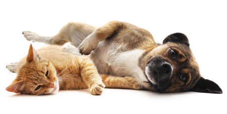 Gastroenteritis and Colitis in Dogs and Cats