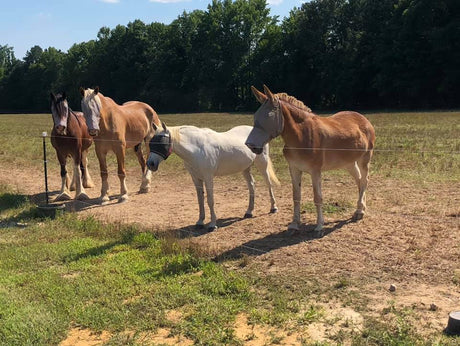 Treating Uveitis in Horses