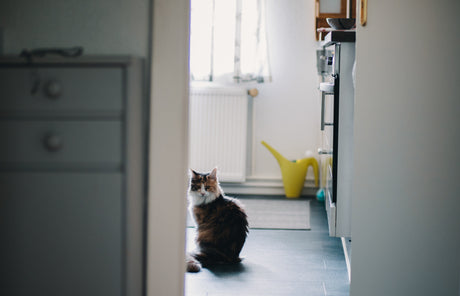 Is Your Home Pet-Friendly?
