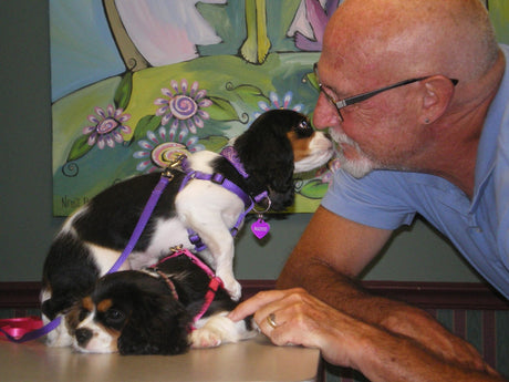 Puppy and Kitten Vaccinations - How Many??