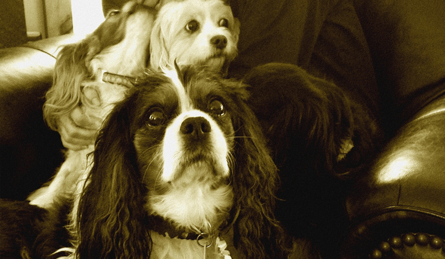 10 Reasons to Thank Your Pet Every Day