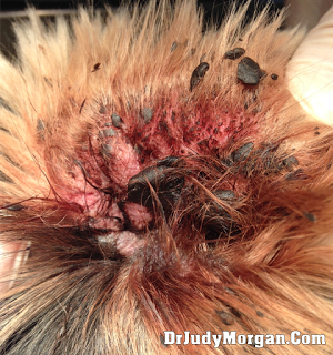 Itchy Smelly Ears May Be Caused By This