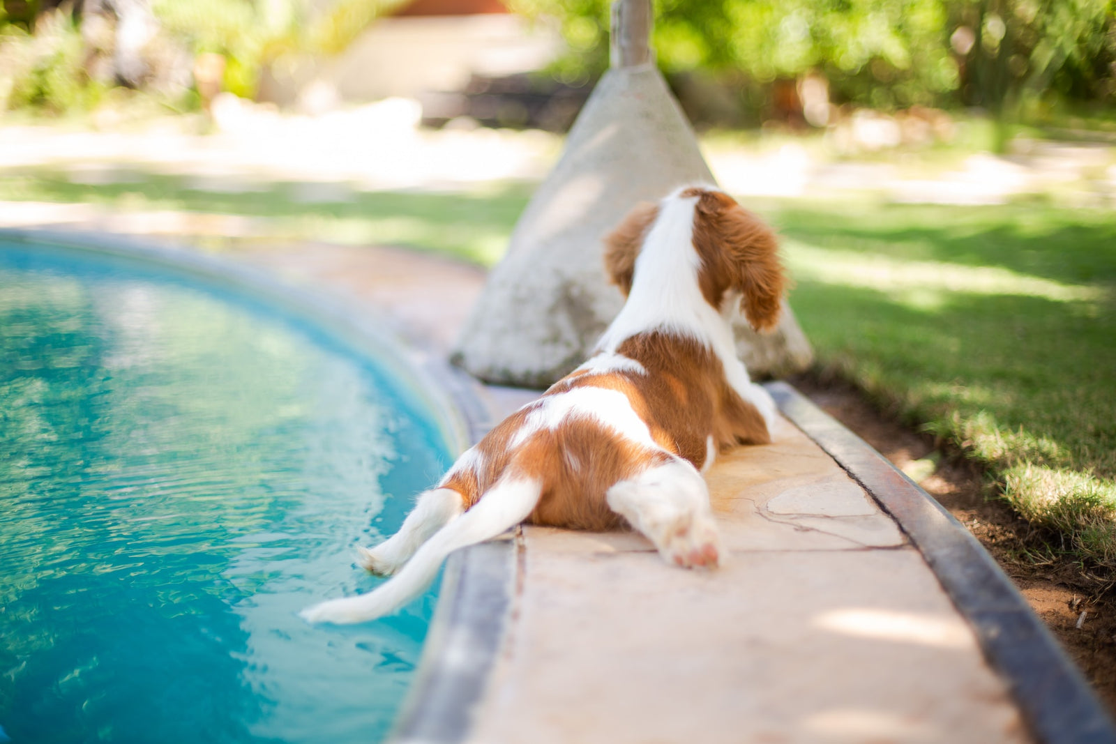 Swimming Dogs