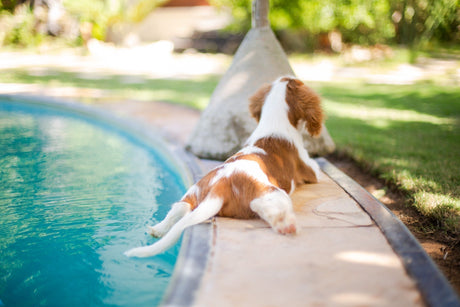 Swimming Dogs