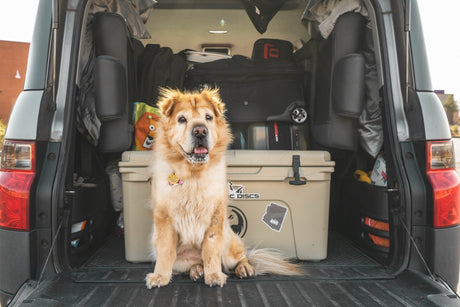 Tips for Traveling Safely with your Pets Part 2 – "Be Our Guest! - The Destination”