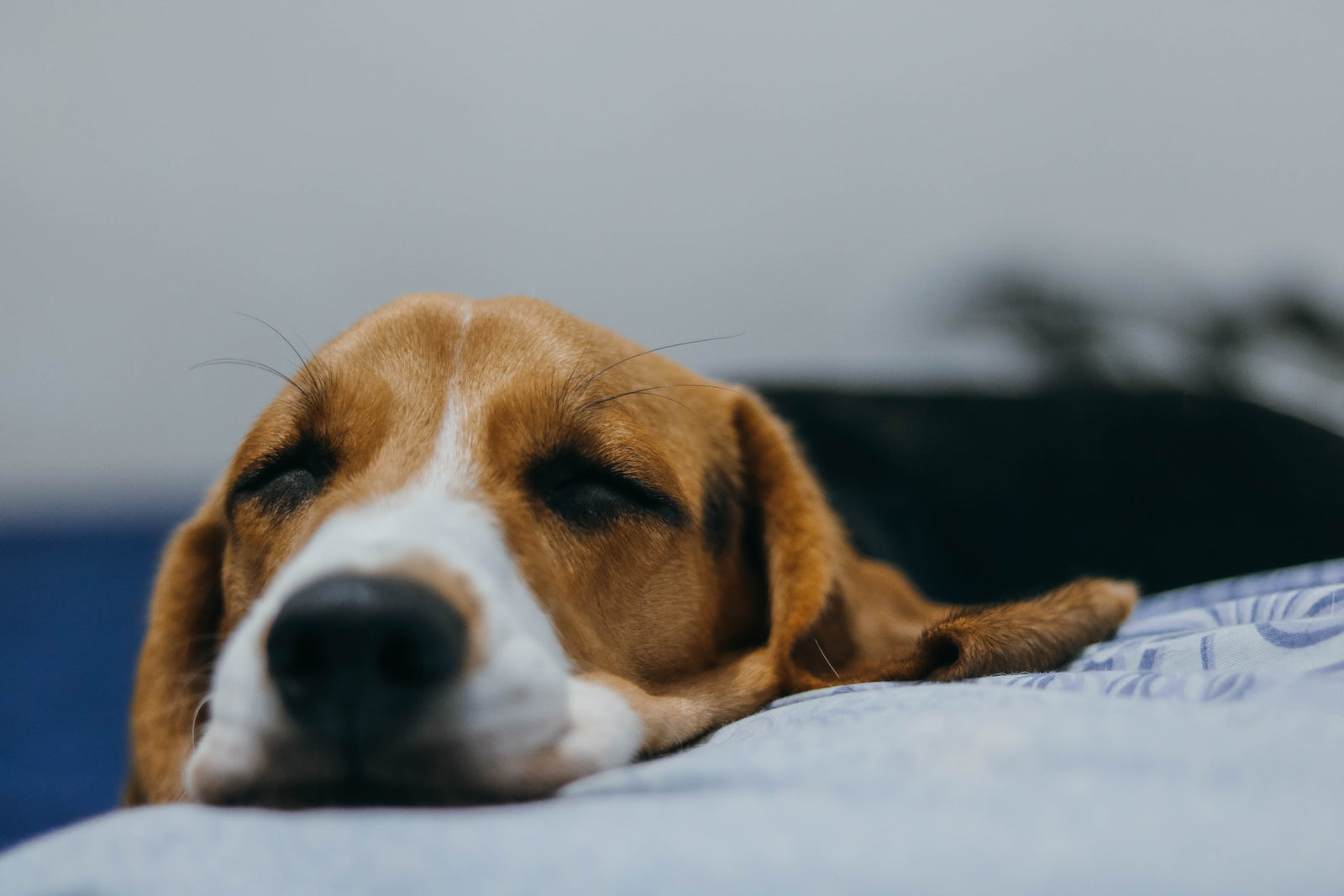 The Dangers of Pepto Bismol in Pets