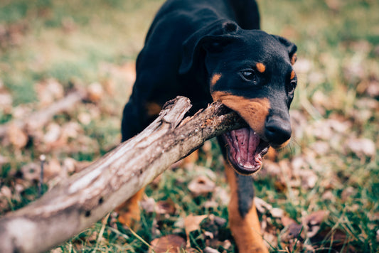 Dealing with Destructive Chewing in Dogs