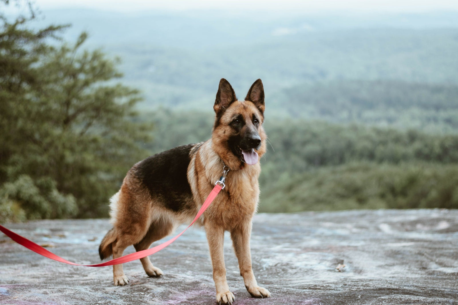 Degenerative Myelopathy