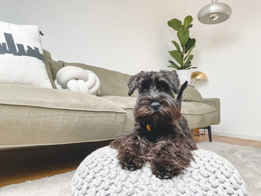 How to Successfully Maintain Your Living Room as a New Dog Owner