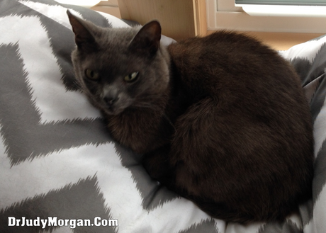 Kidney Failure in Cats and How to Treat it Naturally