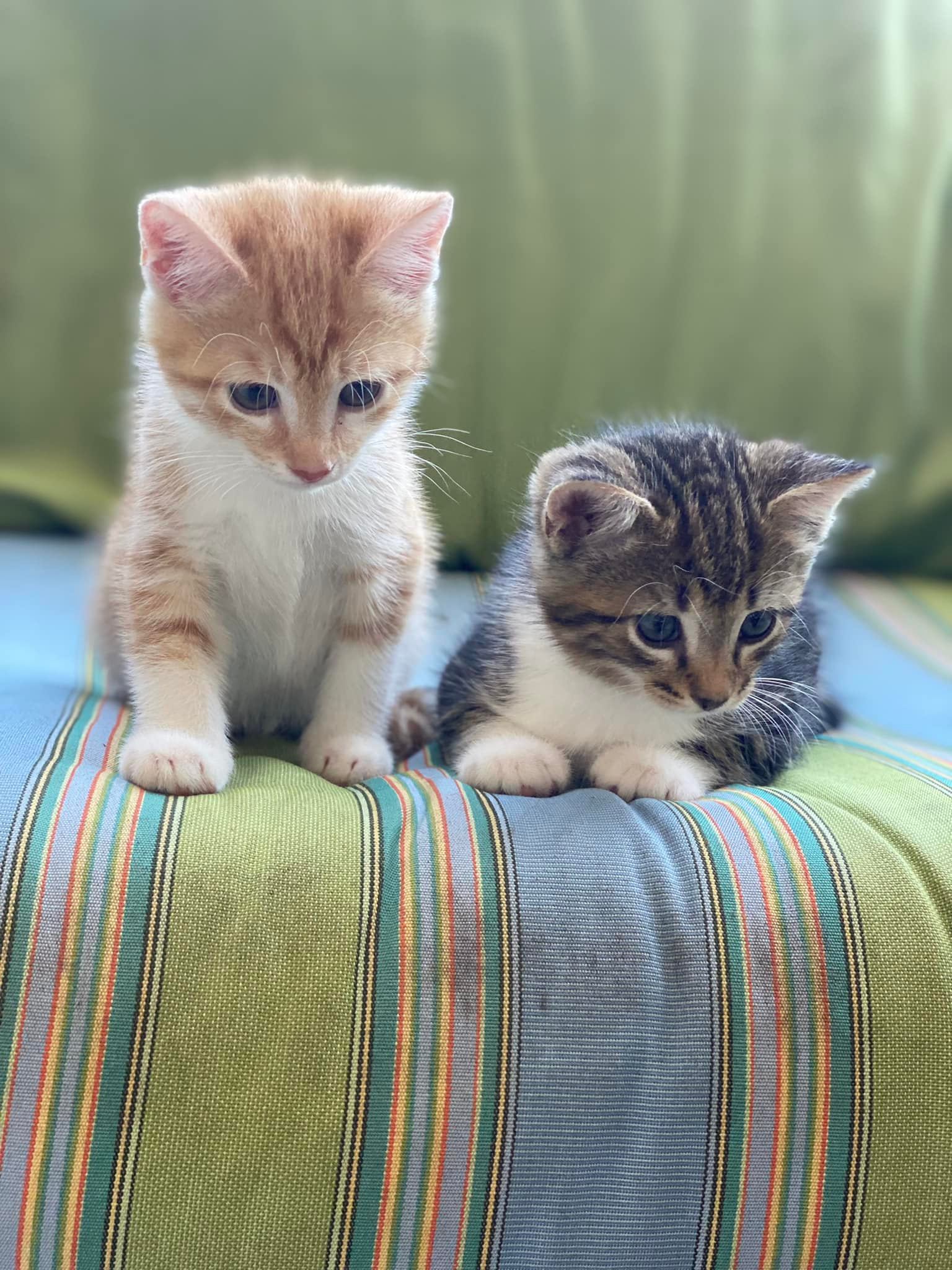 Sterilization Options for Cats