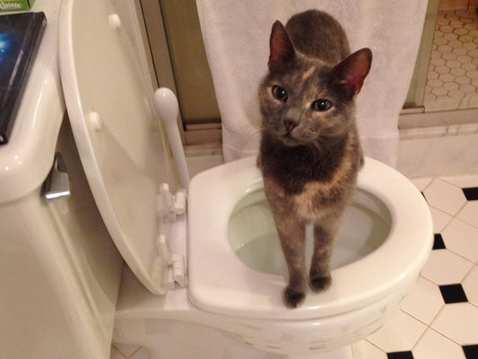 Toilet Training for Kitties?