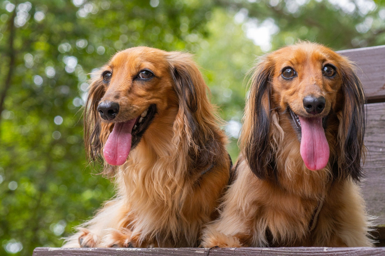 Five Genetic Diseases of Dachshunds