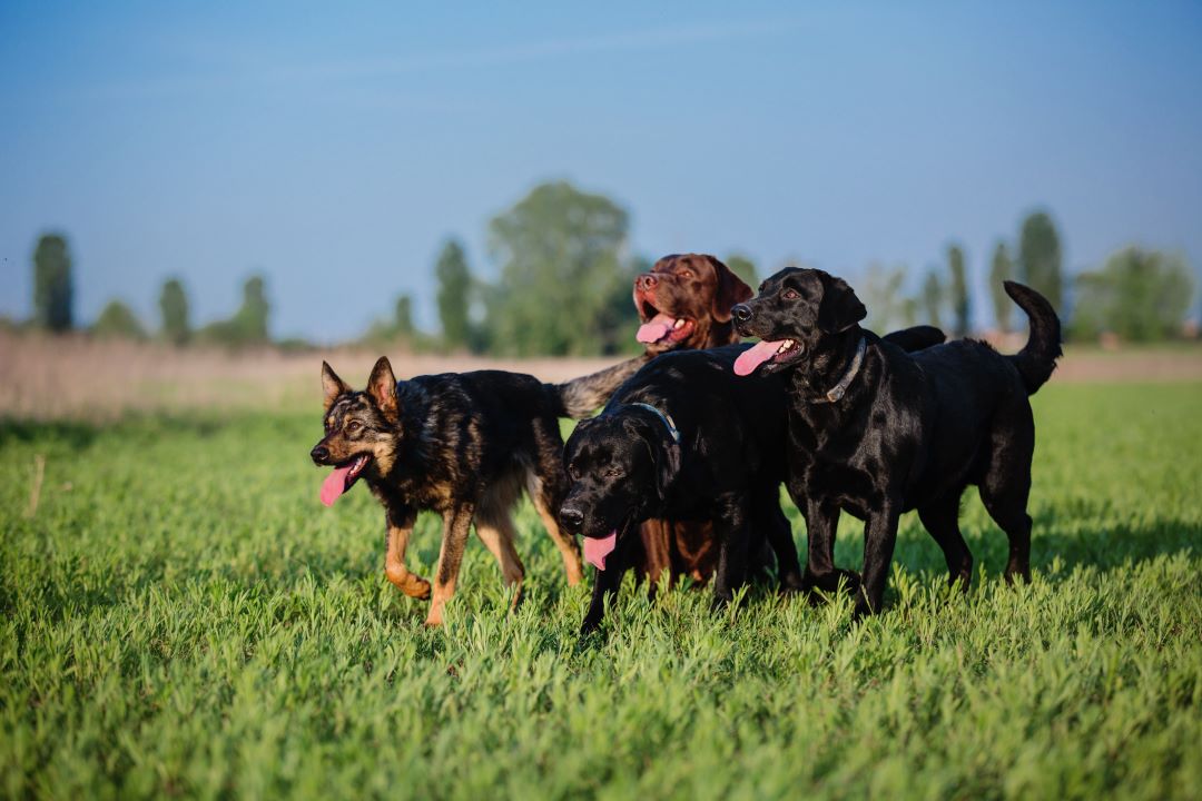 Naturally Healthy Care for Dogs in Group Play