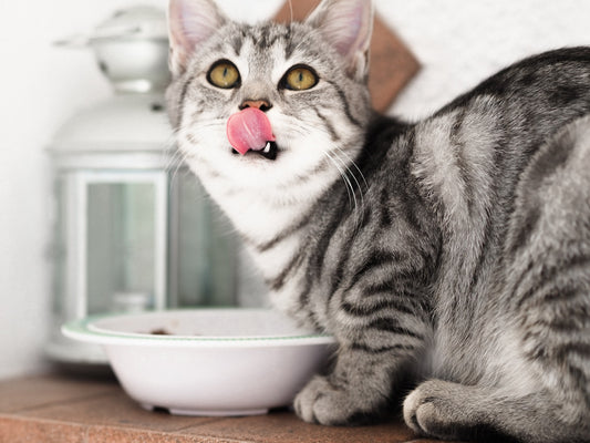 Kick Kibble to the Curb “Revisited” – Kibble: An Inappropriate Diet for Cats