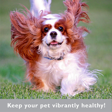 Five Top Tips to Increase Pet Longevity