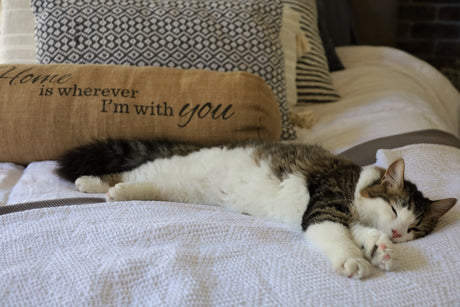 Designing the Perfect Pet Space in Your Home