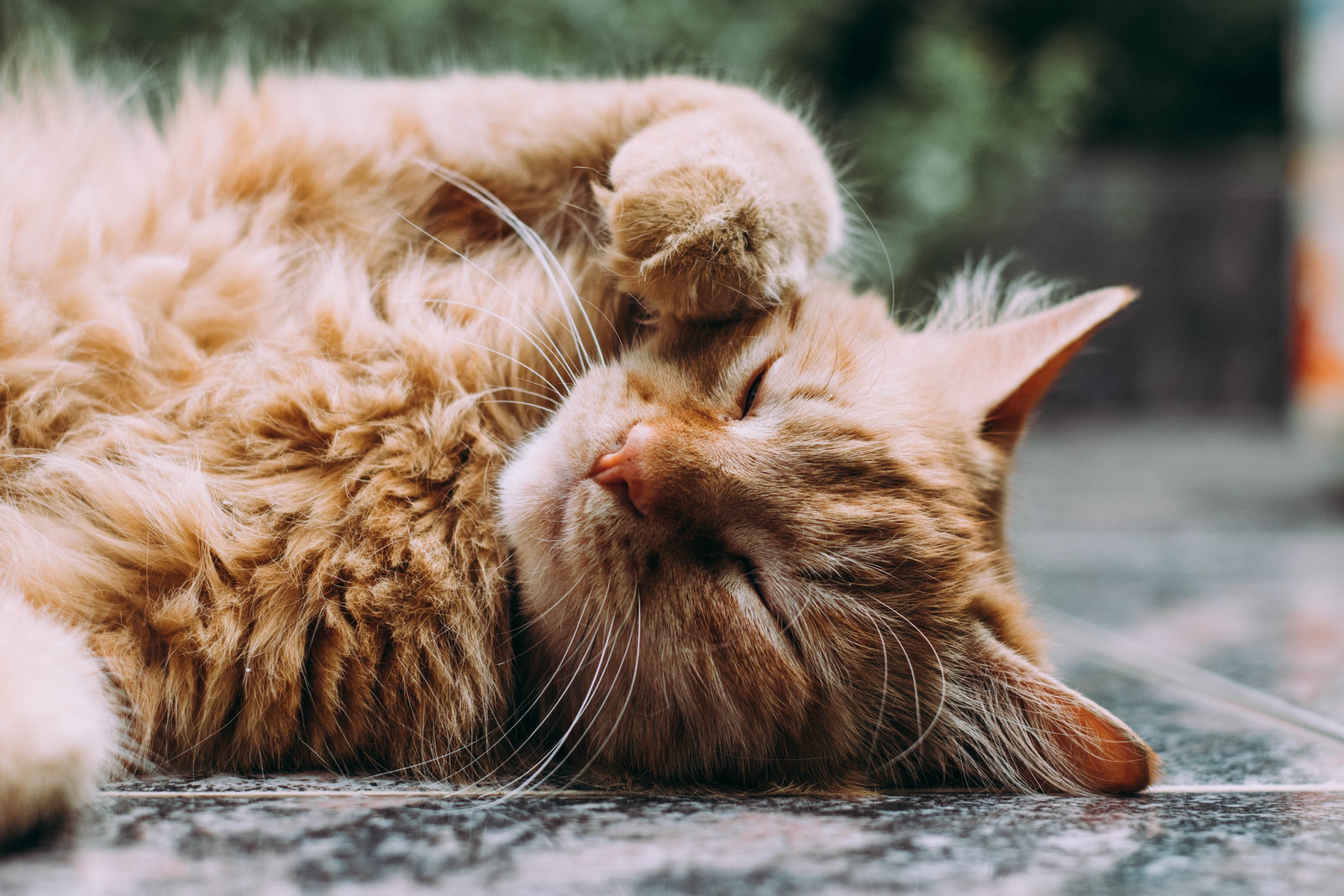 Diabetes in Pets - Treatment Options