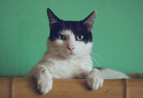Heart Disease in Cats
