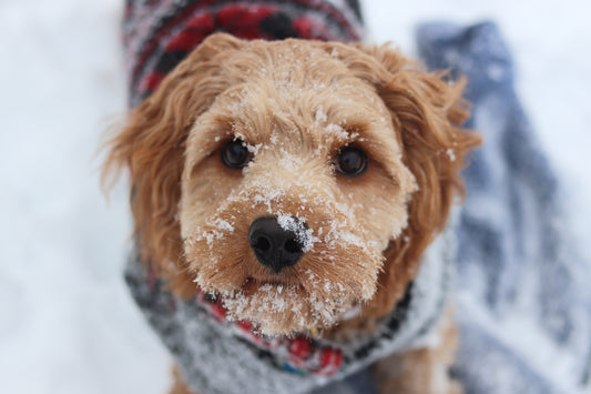 Preparing Your Pet for Winter from a TCVM Perspective