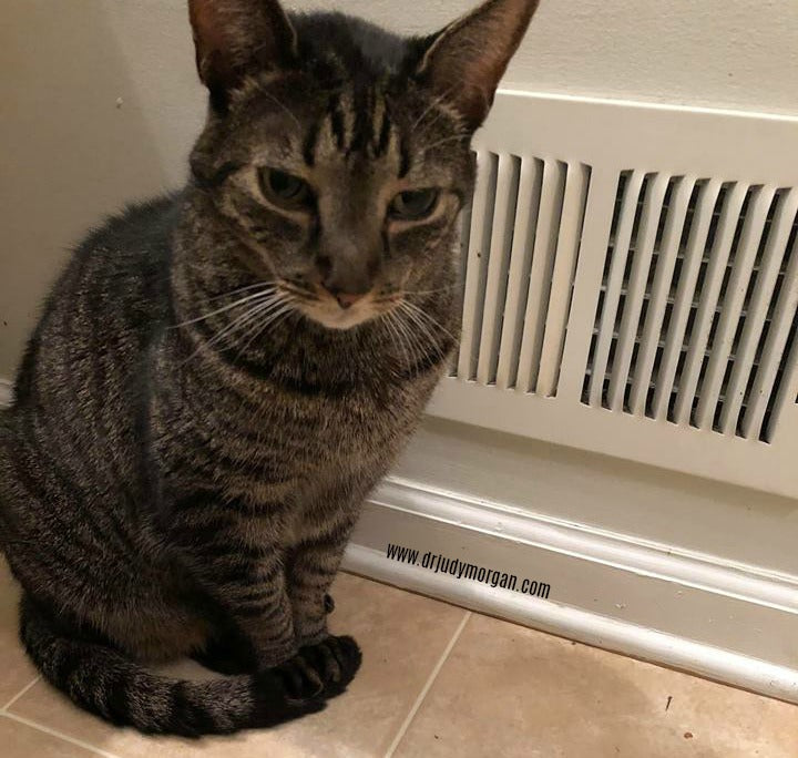 Old, Cold Pets