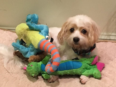 Yes! Our Dog Has Weird Cancer!