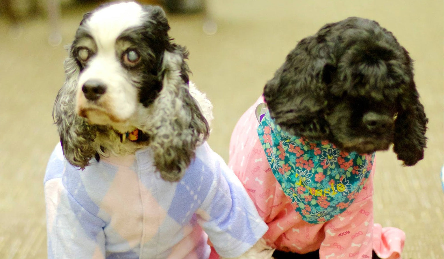 Maximize Your Pet's Lifespan